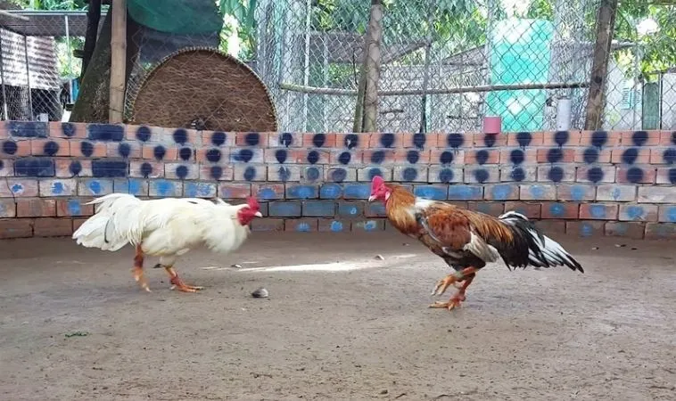 Cách chơi Đá Gà GA28 tại Mu88